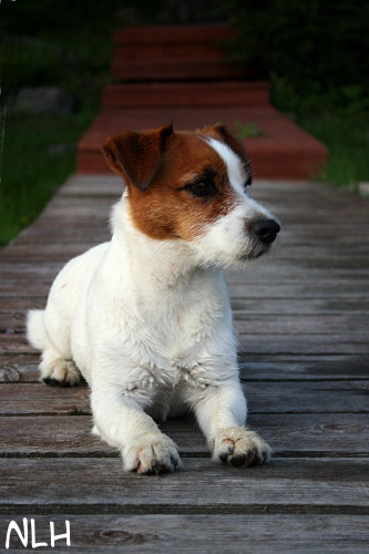 110728 inka2.jpg - Inka at twilight